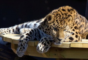 лежит, стол, смотрит, отдых, Леопард