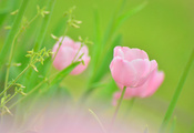 растения, зелень, Тюльпан, розовый, бутон, цветок