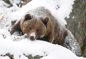 зима, гризли, Медведь