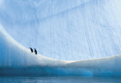 пингвины, Антарктика, природа