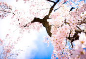 сакура, небо, весна, Цветы, ветки