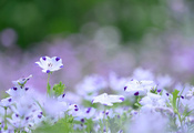 поляна, фиолетовые, сиреневый, цвет лен, Цветы, белые