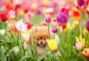 Собака, цветы, поле
