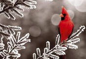 Красная птица, ветка, природа