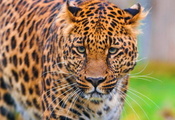 красивый, panthera pardus, leopard, морда, стоит, смотрит, Леопард