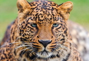 усы, морда, взгляд, Леопард, красивый, panthera pardus, leopard