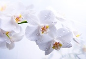 фаленопсис, стебель, белые, Орхидеи, лепестки, цветы