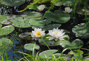 пруд, цветы, водоём, листья, Озеро, зелень, белая, лилия
