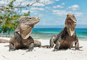 пляж, Iguana, игуана, животные, куба, ящерица