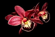 макро, черный фон, орхидея, Цветок