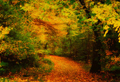дорожка, Осень, желтые, листья, деревья