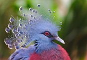 птица, венценосный голубь, перья, Victoria crowned pigeon