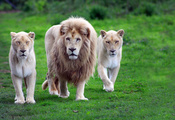 львы, трава, грива, лев, Фон, семейство, тигры, зелёная