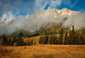 облака, осень, деревья, туман, ель, Природа, горы