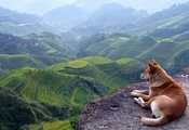 вид, Собака, горы, пейзаж