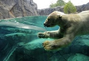 ныряет, Белый медведь, скалы, лёд, вода