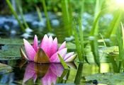 лотос, розовый, кувшинка, вода, Водяная лилия, цветок
