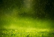 макро, Трава, дождь, резкость, вода, капельки