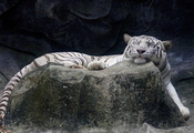 Тигр, белый, спит, камень, довольная морда, лежит