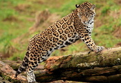 лапы, jaguar, смотрит, морда, panthera onca, молодой, Ягуар, стоит