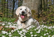 Собака, лето, цветы