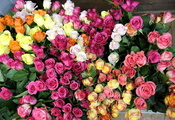 букет, цветы, цветок, природа, Розы, красивые