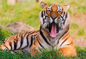 большая кошка, Тигр, взгляд, зевает, лежит, морда, усы