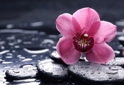 розовая, orchid, черные, Орхидея, цветок, камни, гладкие