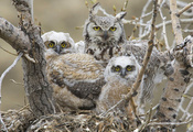 птицы, птенцы, большая рогатая сова, гнездо, Great horned owl