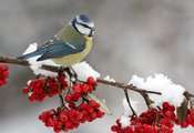 снег, на ветке, рябина, Птичка, синичка, ягоды