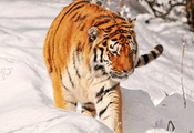 хищник, большая кошка, Тигр, охота, амурский, снег