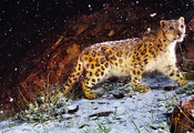 леопард, взгляд, снег, зверь, камень, трава, Картина