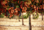 Виноградник, пейзаж, листья, гроздья, blur, природа