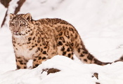 uncia uncia, смотрит, ирбис, Снежный барс, стоит, snow leopard