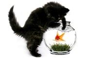 рыбка, аквариум, кошка, котёнок, золотая, Кот