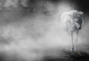 туман, цветок, The fog, wolfroad, art, волк