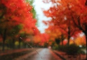 Стекло, дождь, капли, размытость, дорога, деревья, осень