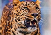 Леопард, смотрит вверх, leopard, морда, стоит