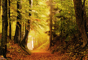 лес, Природа, осень, яркость, листва