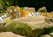взгляд, камни, лежит, Тигр, полосатый, усатый