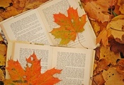 листья, Фото, кленовые, осень, книги