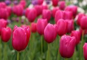 размытость, лепестки, field, розовые, поле, тюльпаны, Tulips