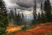 лес, туман, деревья, Осень