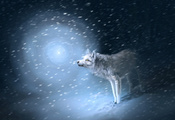 свет, Волк, снег, следы, метель