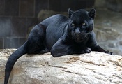 Пантера, дикая, кошка, морда, лежит, на бревне, черная