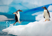 water, брызги, Пингвин, ice, вода, spray, прыжок, penguin, зима, лед