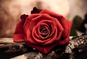 роза, бутон, Цветок, лепестки, красная