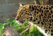 panthera pardus, дальневосточный, Леопард, морда, leopard