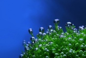 Растение, капли, пузырьки, синий фон, зеленое