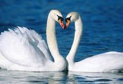 пара, Лебеди, птицы, красивые, лебедь, верность, любовь
